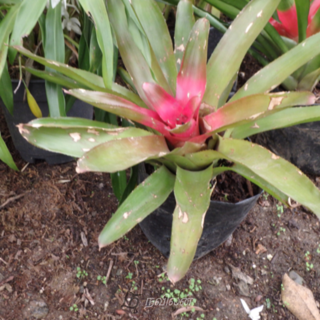 Welcome Cactus