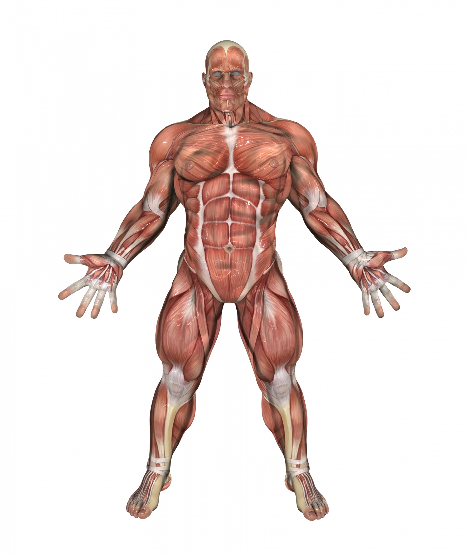muscle man