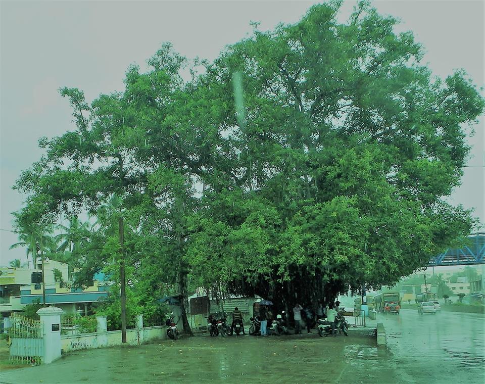 கோடை - நவிலன்